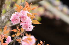 お城の桜