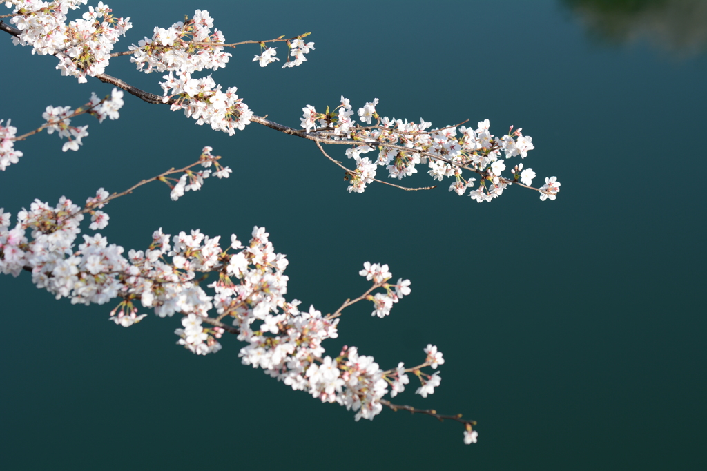 大阪城公園 桜1