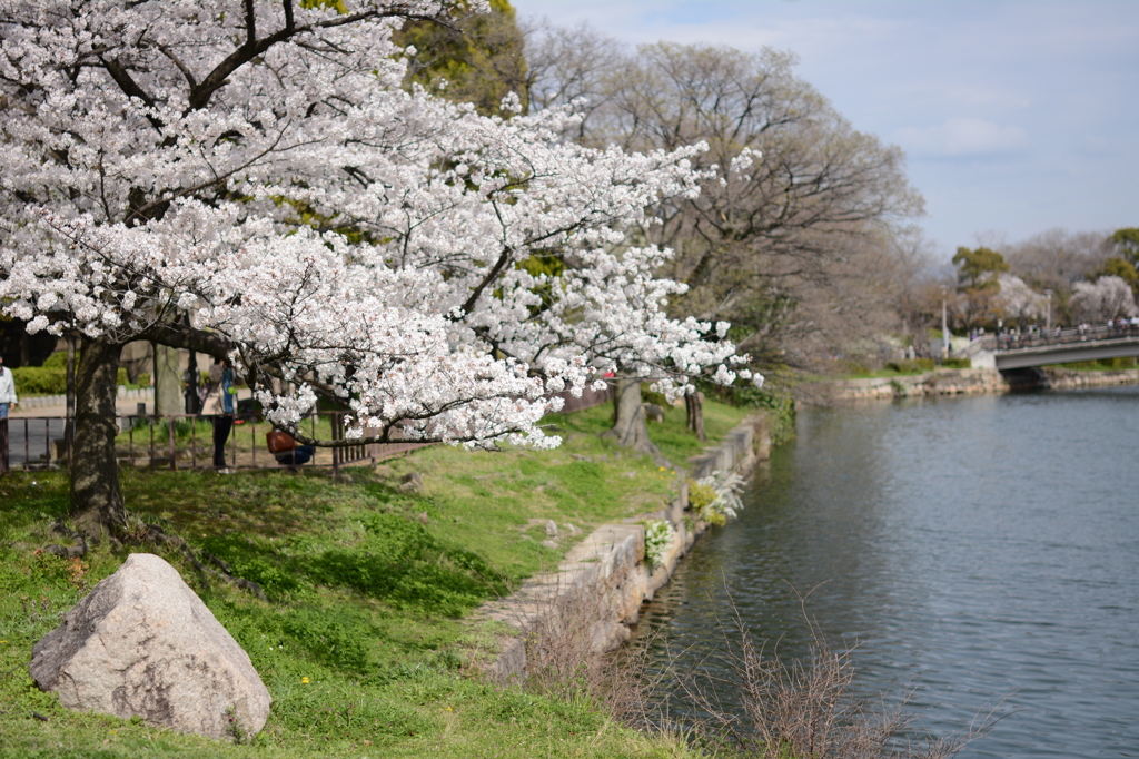 大阪城公園 桜2