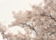 霞