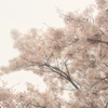 霞