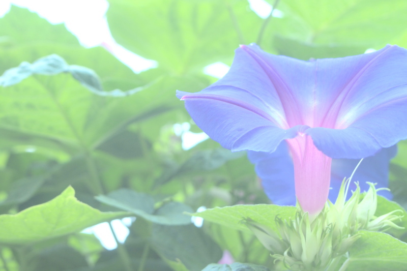 明日もさわやかに