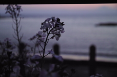 海に咲く花