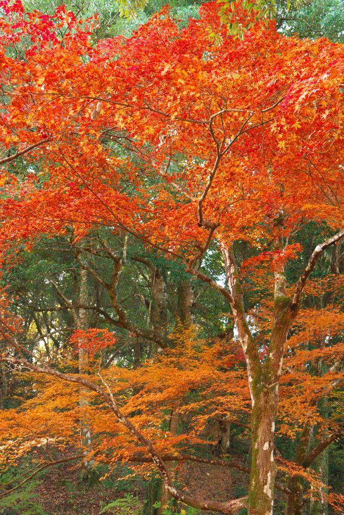 西渓公園にて1