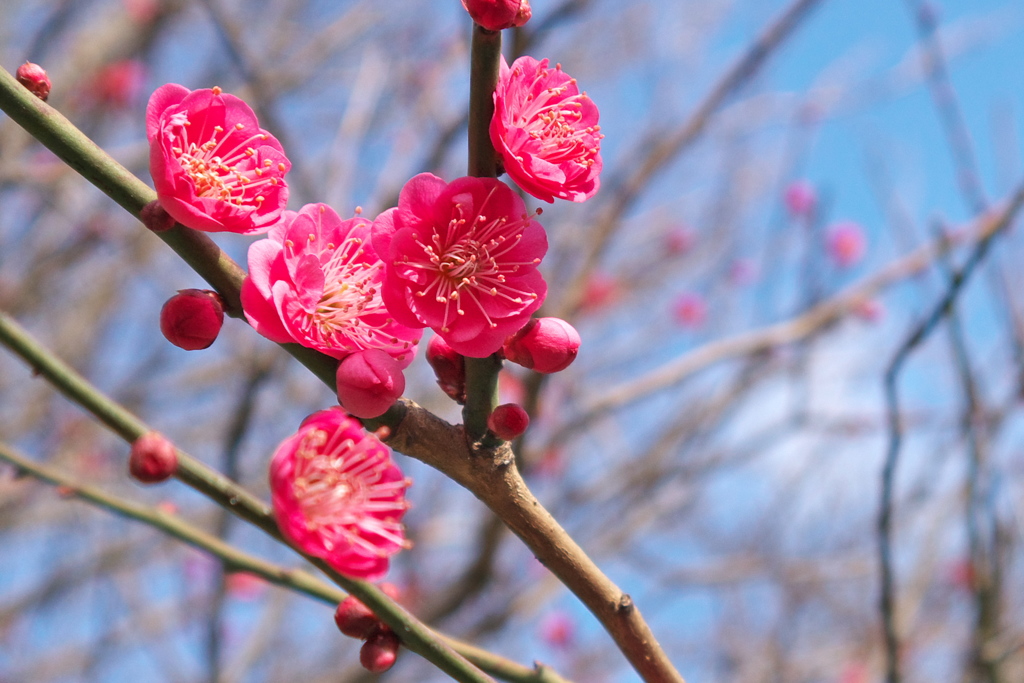 舞鶴公園にて観梅その１