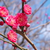 舞鶴公園にて観梅その１