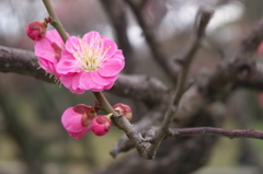 舞鶴公園にて観梅その２