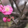 舞鶴公園にて観梅その２
