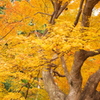 御船山楽園その3