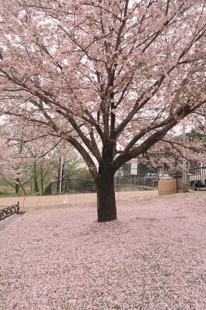 さくら１