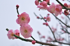 舞鶴公園にて観梅その３
