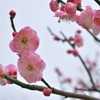 舞鶴公園にて観梅その３