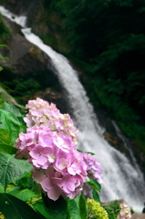 紫陽花と見返りの滝