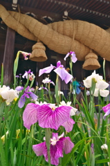 宮地嶽神社菖蒲まつり1