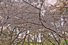 さくら２