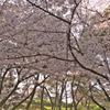 さくら２