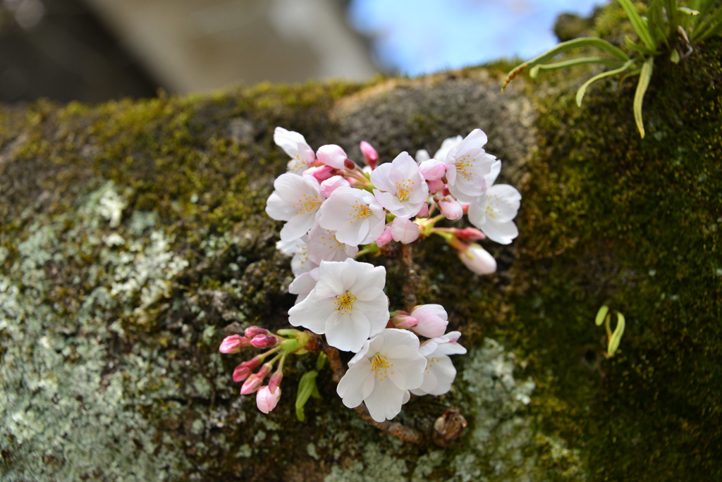 松山城の桜