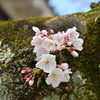 松山城の桜