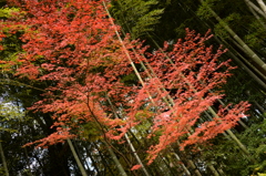松山城の紅葉