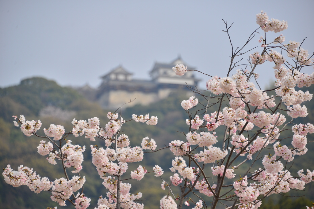 松山城下公園の桜