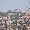 松山城下公園の桜
