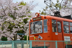 愛媛県松山市　桜の路面電車