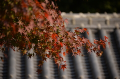 松山城　二の丸庭園　紅葉