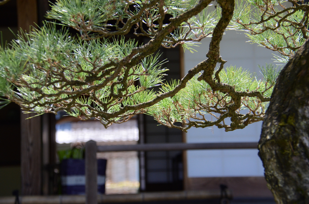 宇和島市　天赦園