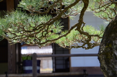 宇和島市　天赦園