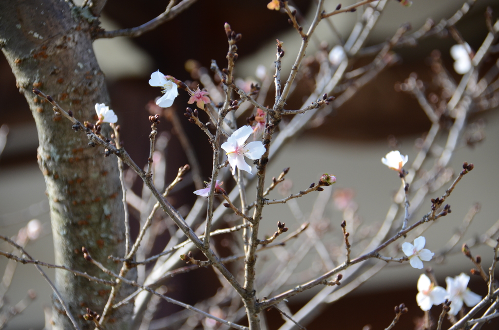 冬に咲く桜　（十六日桜）