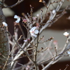 冬に咲く桜　（十六日桜）