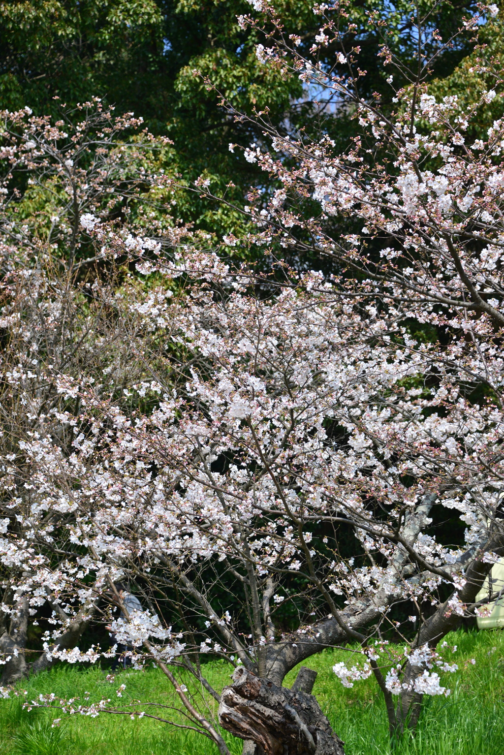 大宝寺の桜