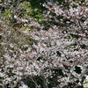 大宝寺の桜