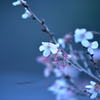 十六日桜