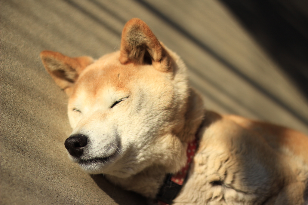 朝のまどろみ