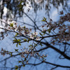 葉桜