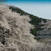 車内より桜