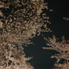 見上げると桜