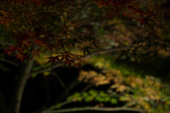 2014曽木公園②