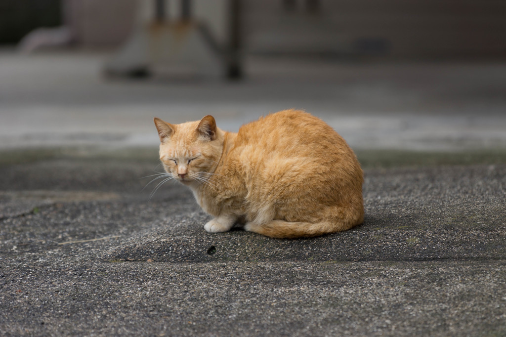 まんまる猫