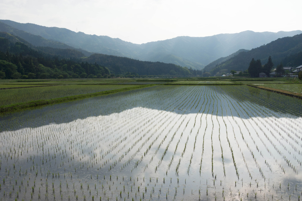 田植えの後