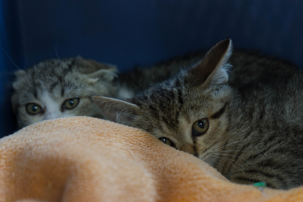 寄り添う猫