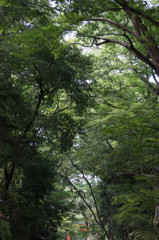 京都の中の森