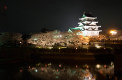 一夜城の夜桜