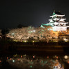一夜城の夜桜