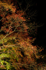 2014曽木公園⑧