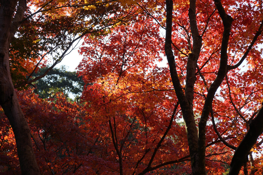 圓光寺の紅葉 その1