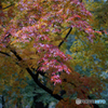濡れる紅葉②