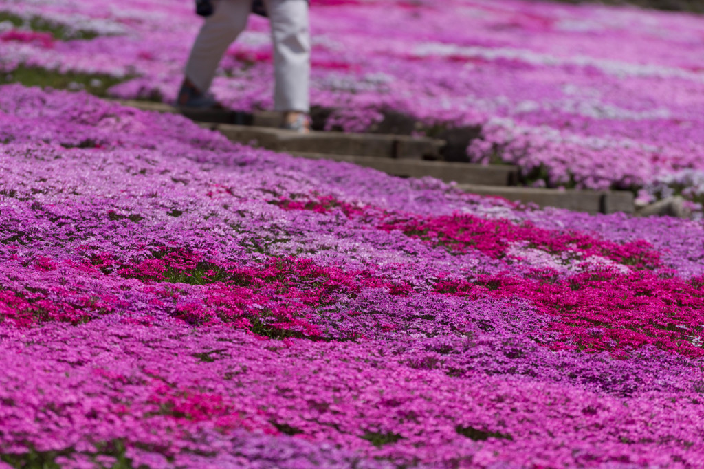 濃い芝桜