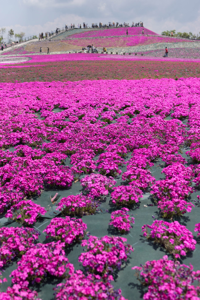 茶臼山の芝桜